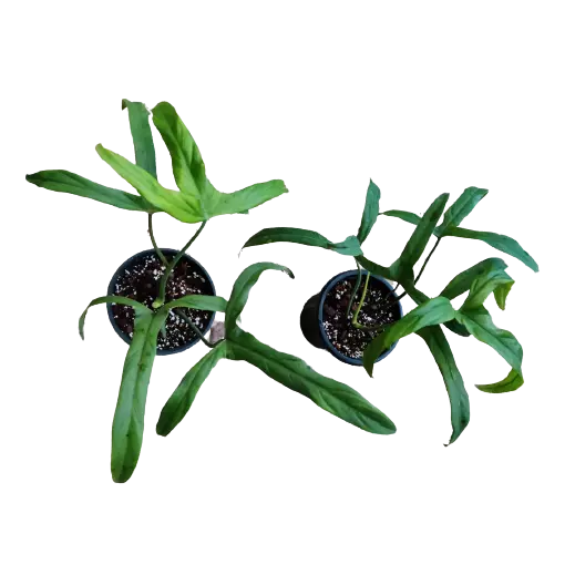 Philodendron Holtonianum - Rare Plant