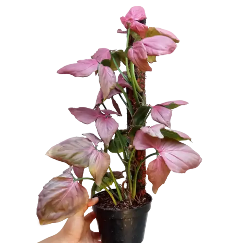 Syngonium Pink Perfection - Bushy Plant