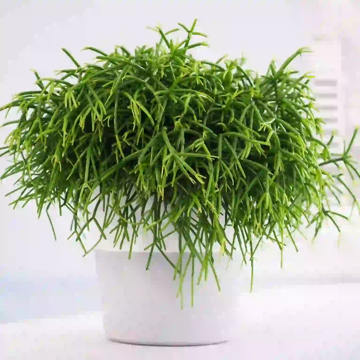 Rhipsalis baccifera 'Oasis'(Pencil cactus)