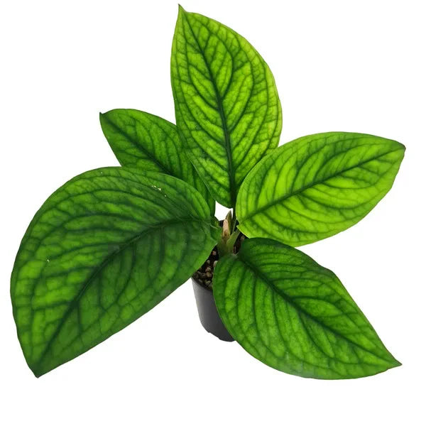 Culcasia Mannii, Aglaonema mannii - Rare