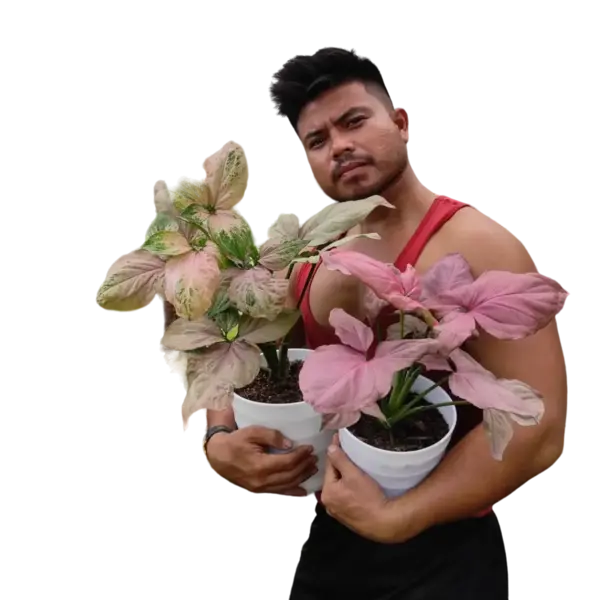 Syngonium Pink Perfection - Bushy Plant