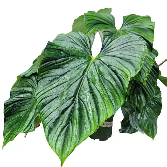 PHILODENDRON PLOWMANII- Rare