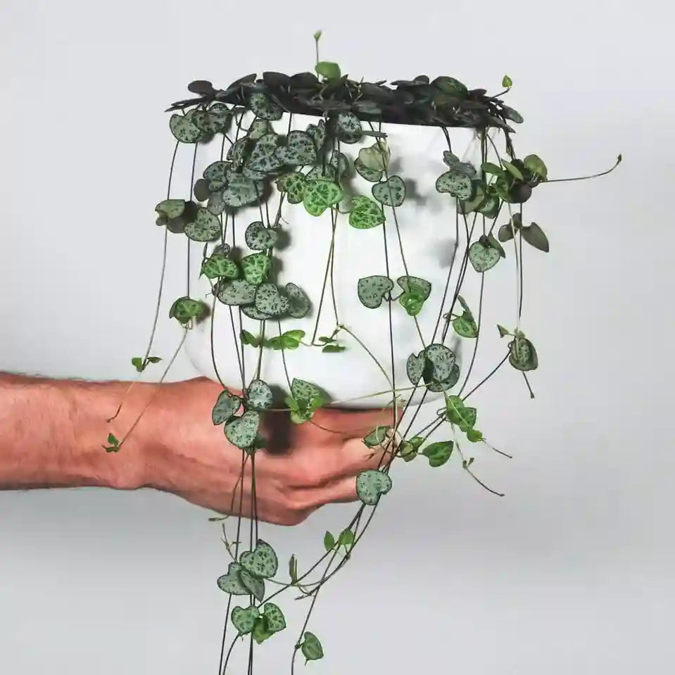 String of Hearts Plant
