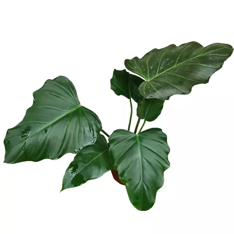 Philodendron Corsinianum / 'Bronze Shield' - Rare