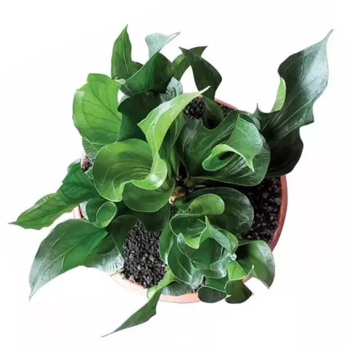 Anthurium Red Obor - Super Rare