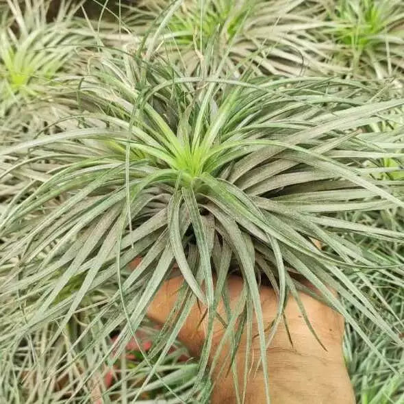 Tillansia Cotten candy