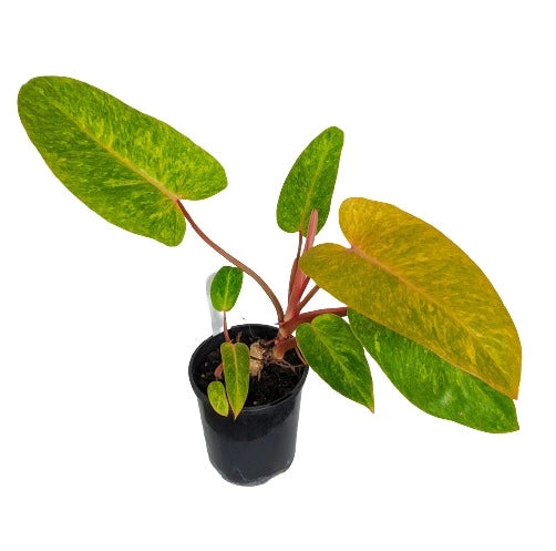 Philodendron Painted Lady
