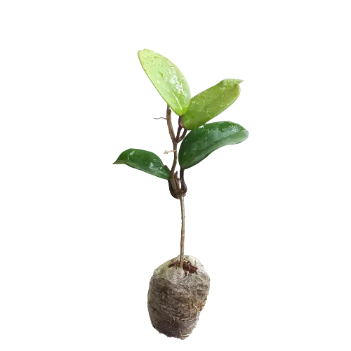 Hoya (Red) pubicalyx