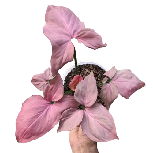 Syngonium Pink Perfection - Bushy Plant