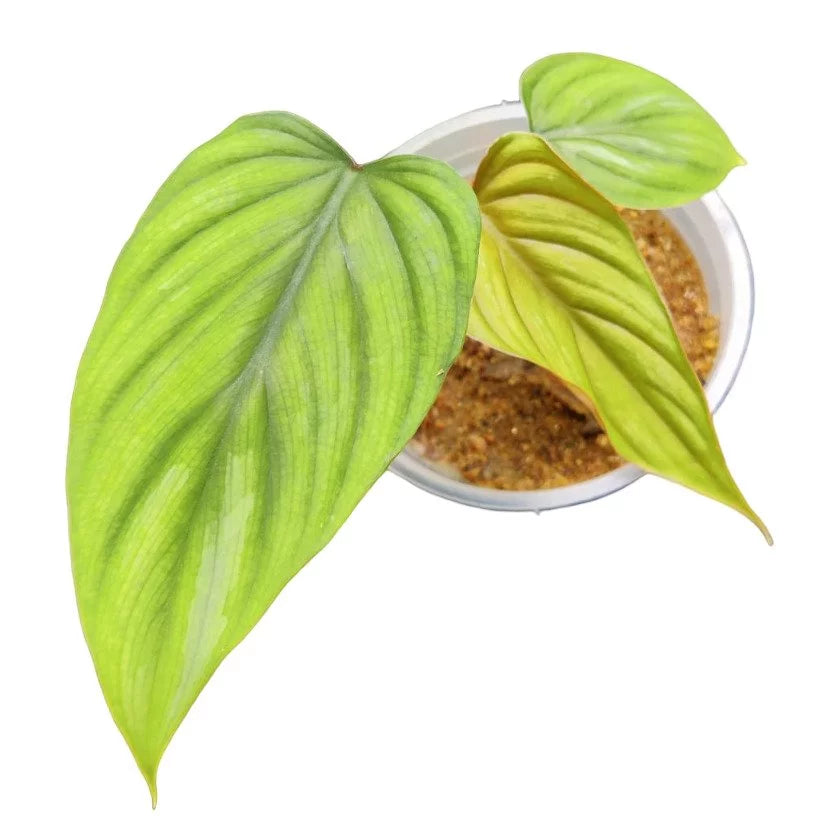 PHILODENDRON PLOWMANII- Rare