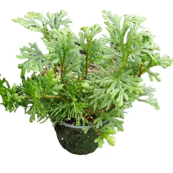 Selaginella Plana, Cypress Spikemoss Fern