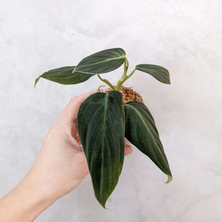 Philodendron Gigas - Rare Plant