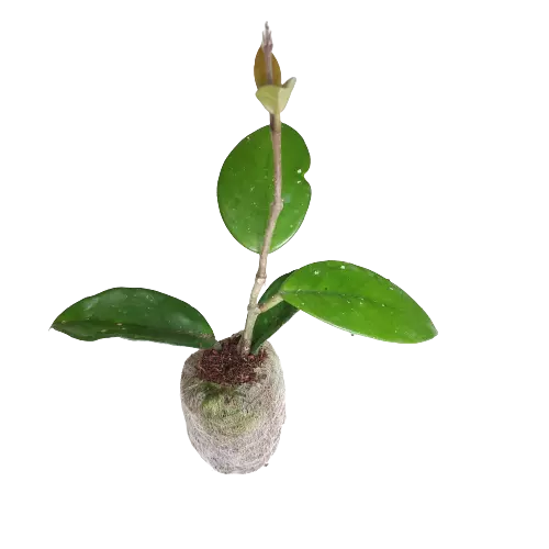 Hoya (Pink) Krinkle