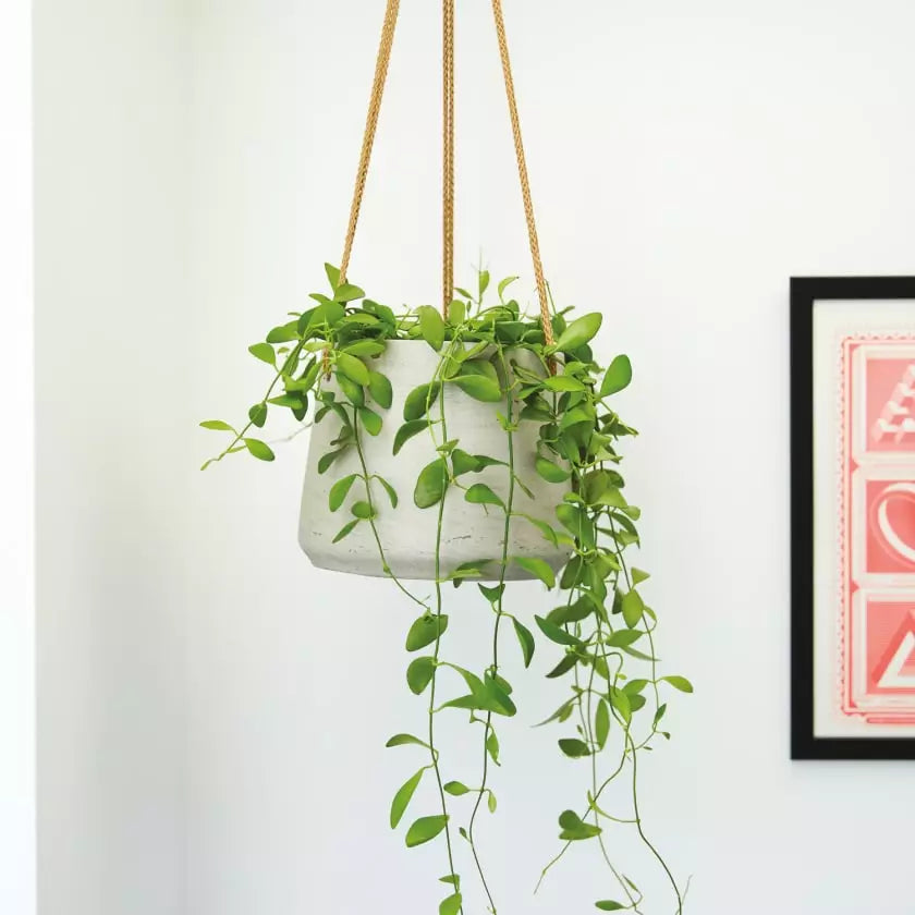 String Of Nickels (Dischidia nummularia)