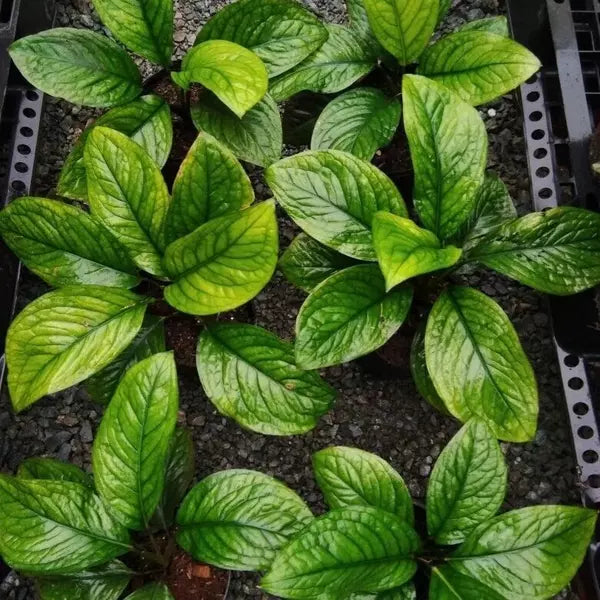 Culcasia Mannii, Aglaonema mannii - Rare