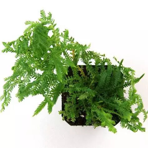 Selaginella Plana, Cypress Spikemoss Fern