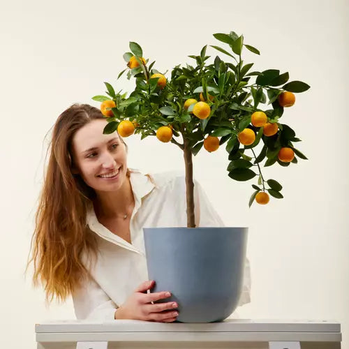 Chinese Orange Live Plant, Calamondin Orange