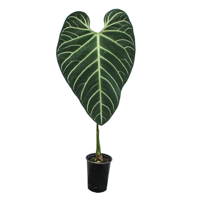 Anthurium Regale -Medium