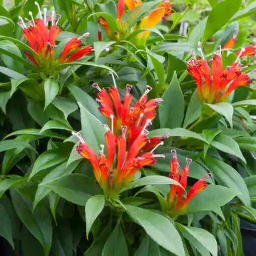 Lipstick Plant ‘Fireworks’ (Aeschynanthus hybrid)