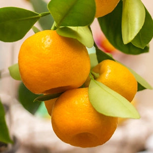 Chinese Orange Live Plant, Calamondin Orange