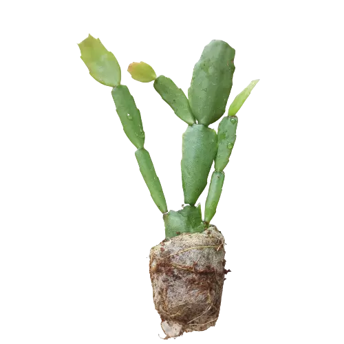White Christmas Cactus (Schlumbergera) – Foliages.in