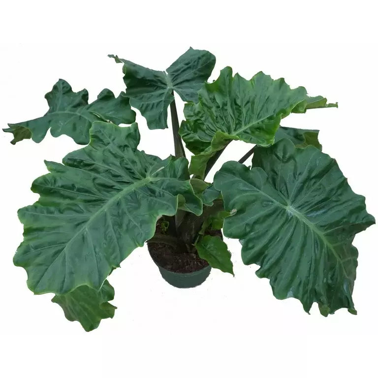 Alocasia Low Rider - Rare