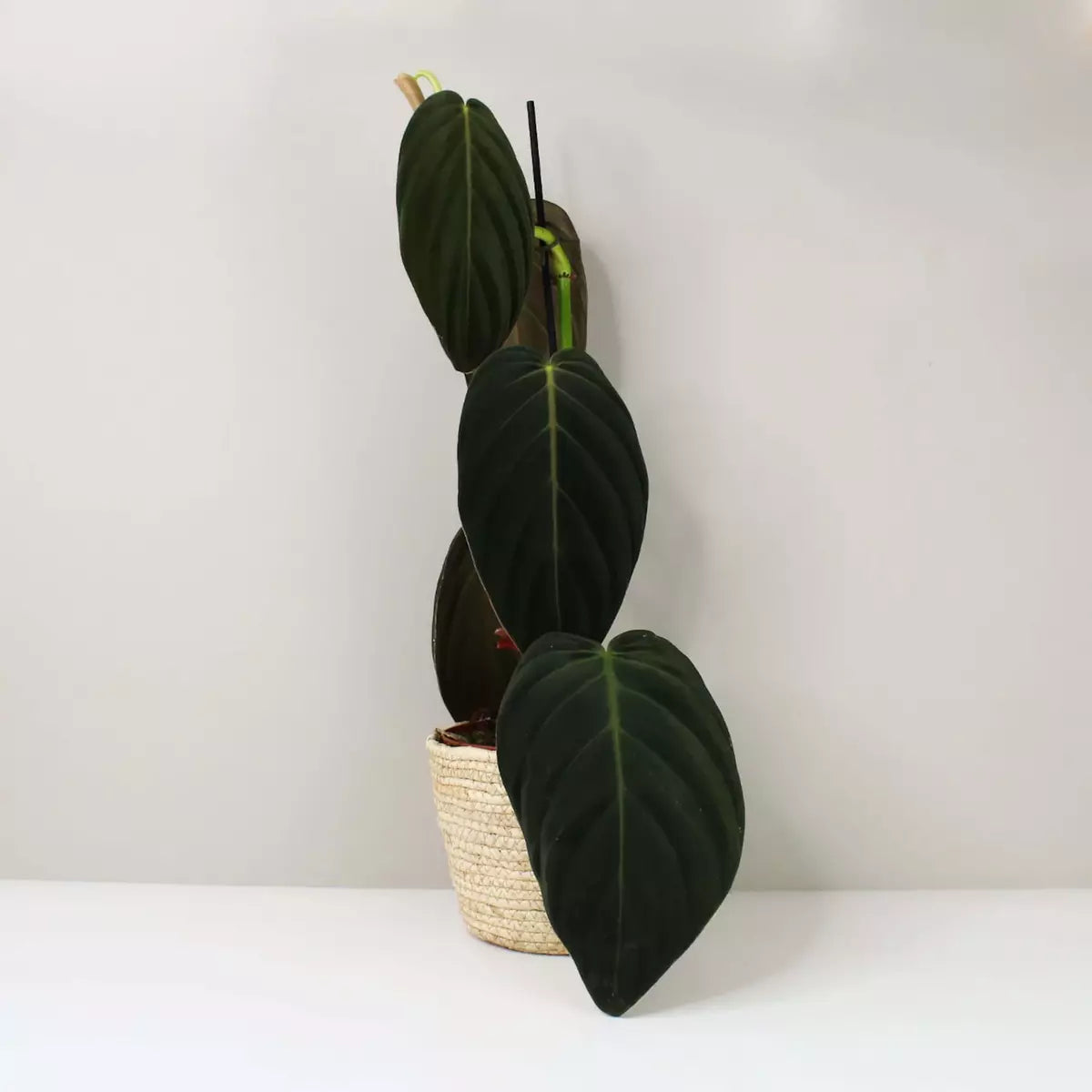 Philodendron Gigas - Rare Plant