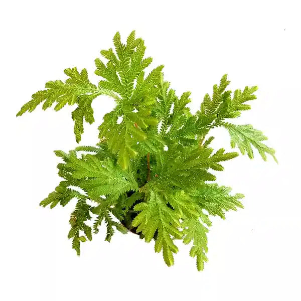 Selaginella Plana, Cypress Spikemoss Fern