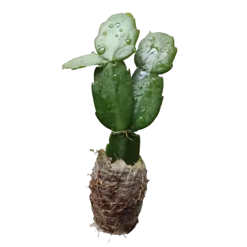 Red Christmas Cactus (Schlumbergera x Buckleyi)