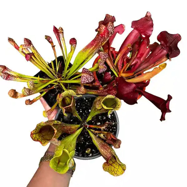 Live Carnivorous Plants (3 Pack Assorted Combo) - Rare