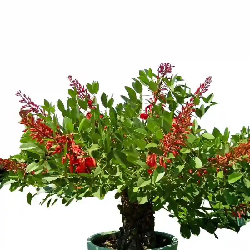 Quassia Amara plant