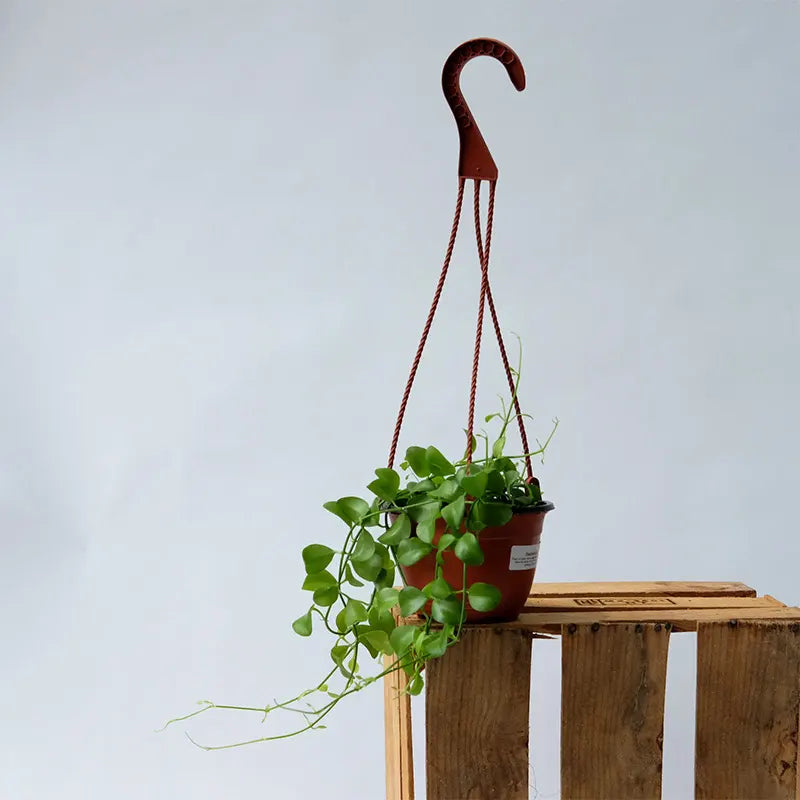 Dischidia Oiantha plant