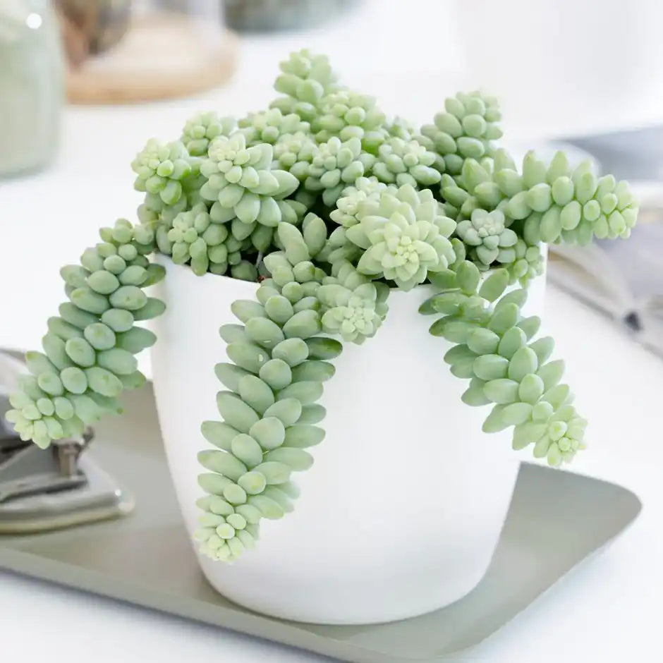 Sedum Morganianum 'Burro's Tail'