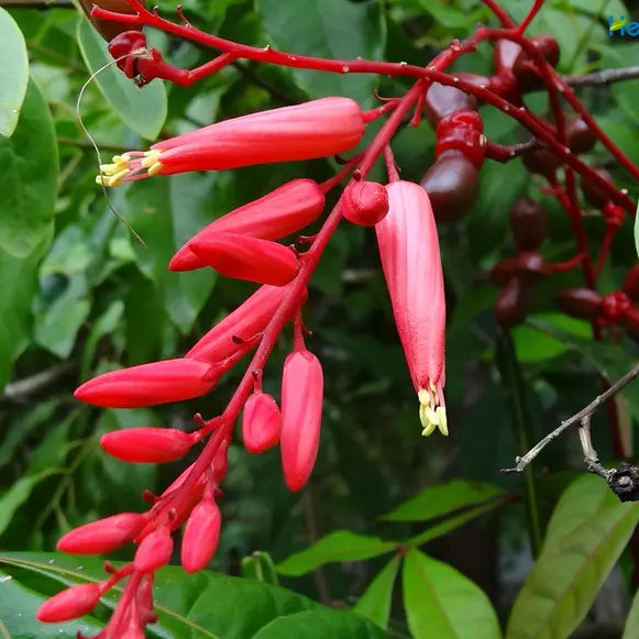 Quassia Amara plant