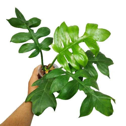 PHILODENDRON DISTANTILOBUM 'CINDERELLA' - Rare