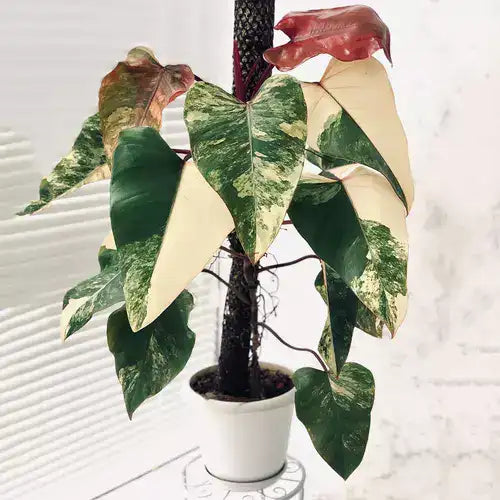 Strawberry Shake Philodendron- Rare Plant
