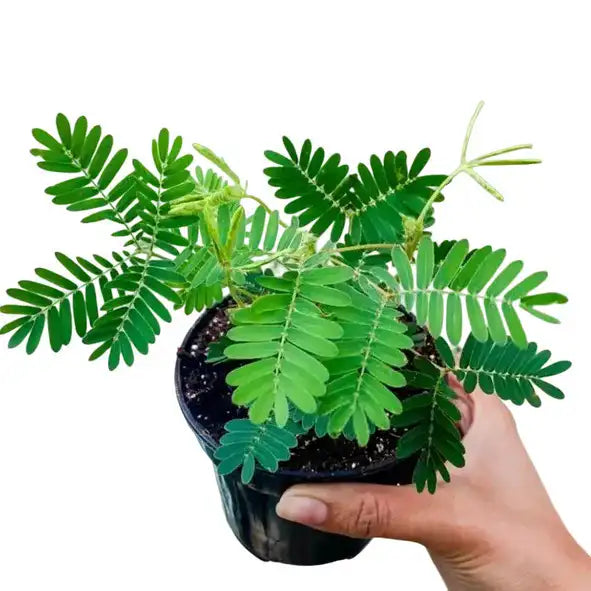 Touch Me Not, Mimosa Pudica Linn Plant
