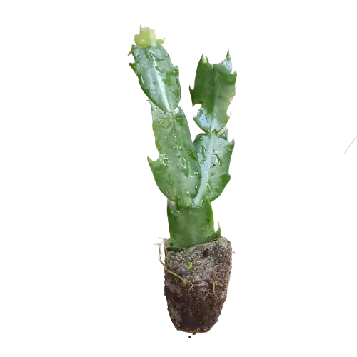 Purple Christmas Cactus