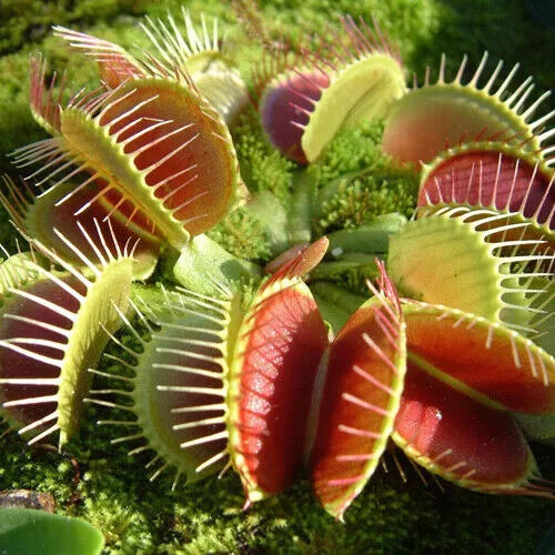 Venus Flytrap B52 - Rare