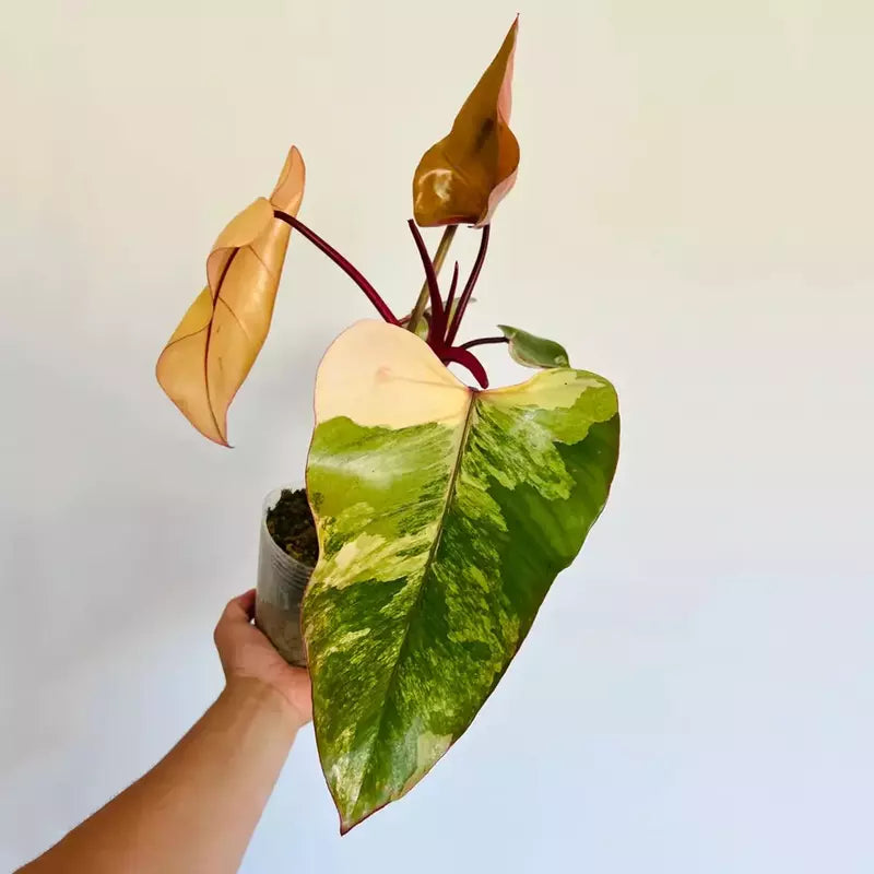Strawberry Shake Philodendron- Rare Plant