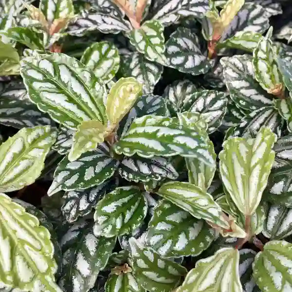 Pilea Cadierei, Aluminium plant