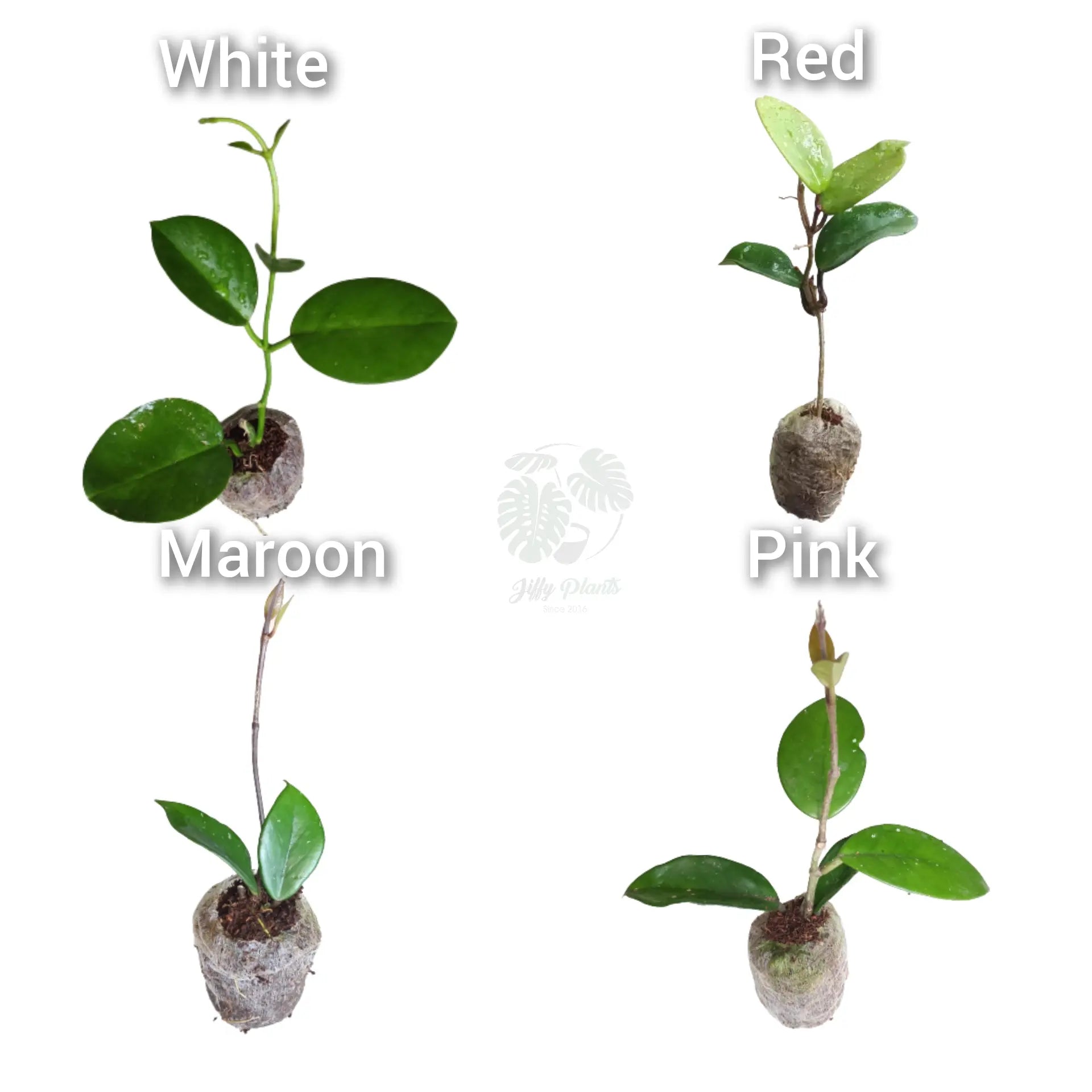 Hoya (5 varieties Combo)