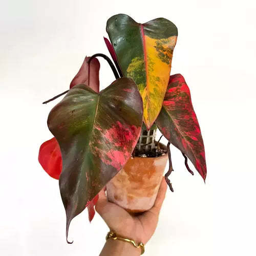 Strawberry Shake Philodendron- Rare Plant