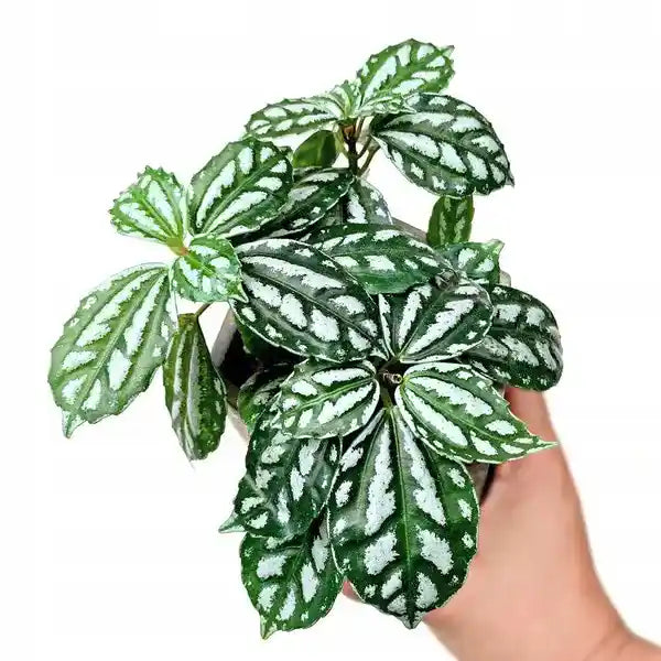 Pilea Cadierei, Aluminium plant