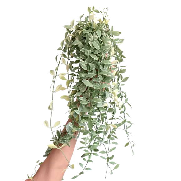 String Of Nickels Variegated (Dischidia Oiantha) - Rare