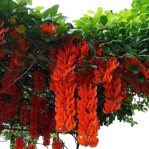 Red Jade Vine - Rare