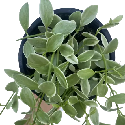 String Of Nickels Variegated (Dischidia Oiantha) - Rare