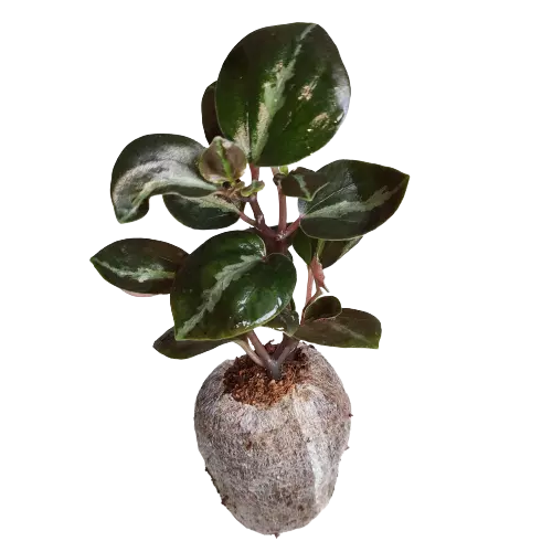 Columbian Peperomia (Galaxy pepperomia)