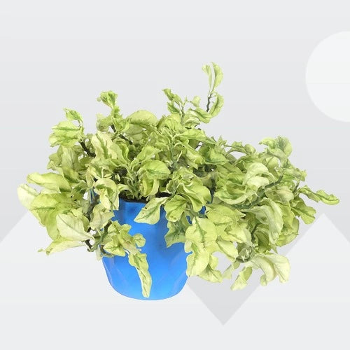 Pedilanthus 'White Ghost / Curly pink plant