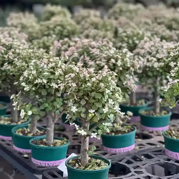 Pink Jade Bonsai- New Arrival